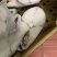 漂亮雪鱼