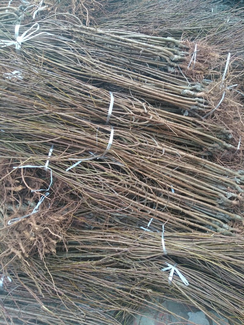 苗木种苗