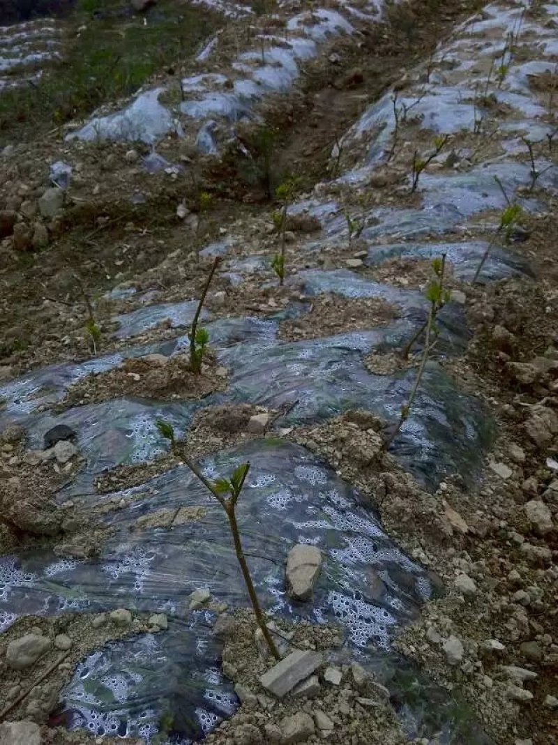 莓茶苗