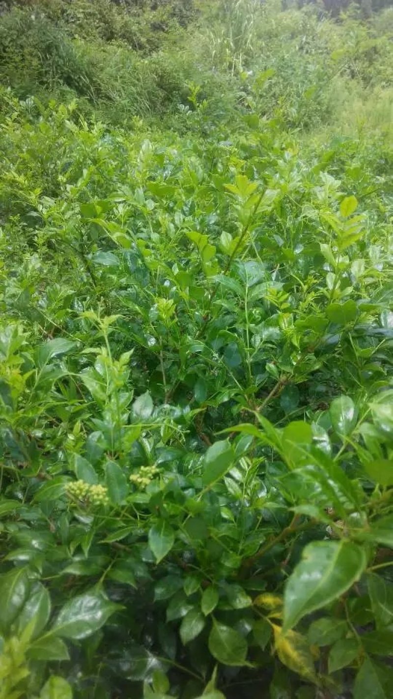 莓茶苗