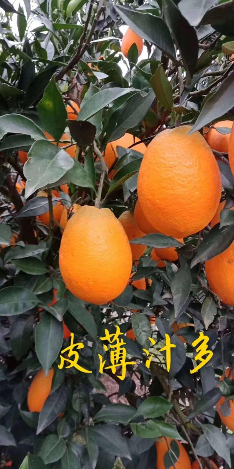 湖北纽荷尔脐橙皮薄多汁果园直发限时促销欢迎来电