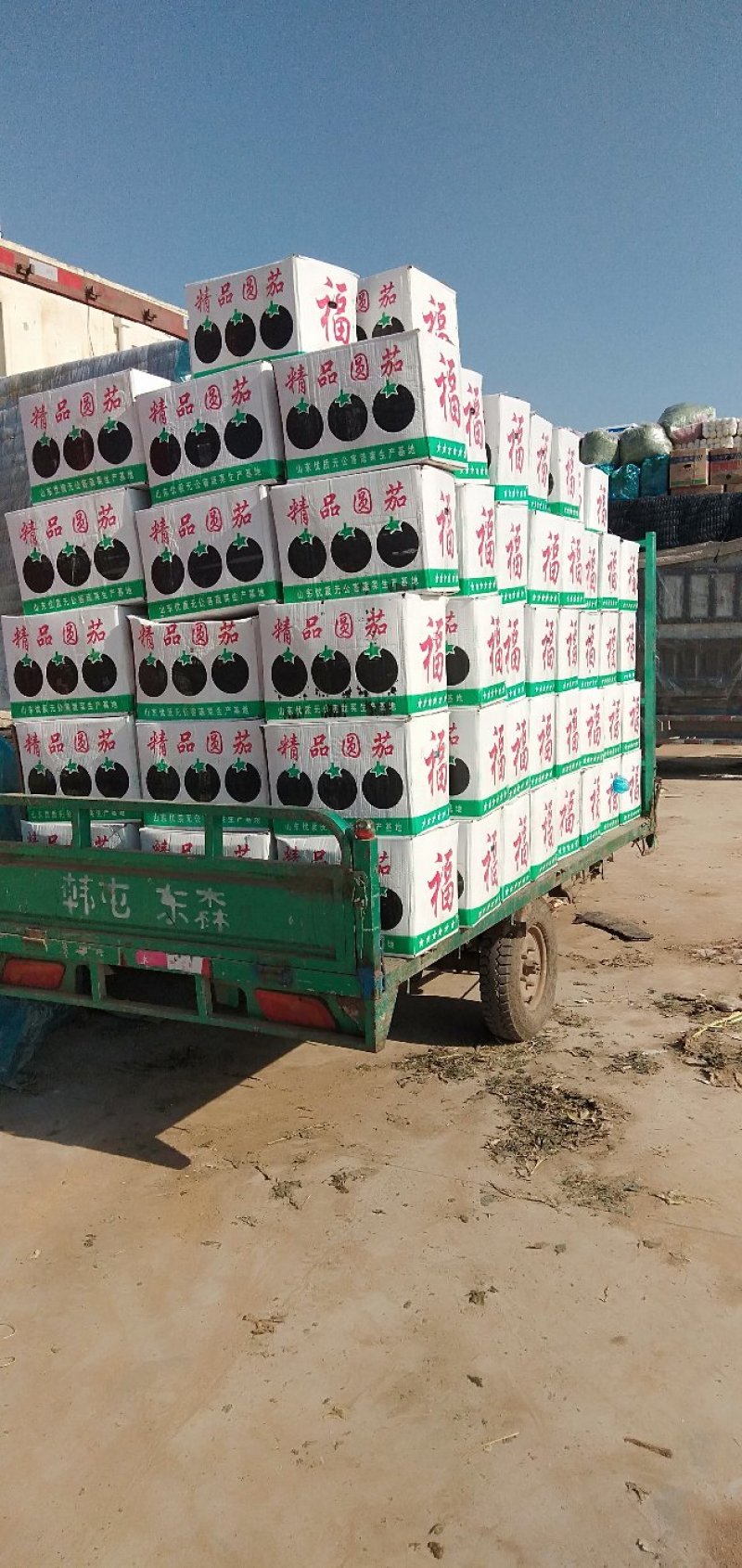 【精品】圆茄紫光茄质量保证，各种打包都可以