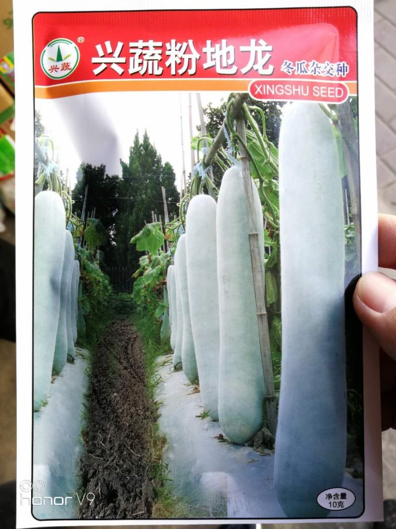 粉皮蜡粉冬瓜种子10克180粒左右高产抗病内腔小