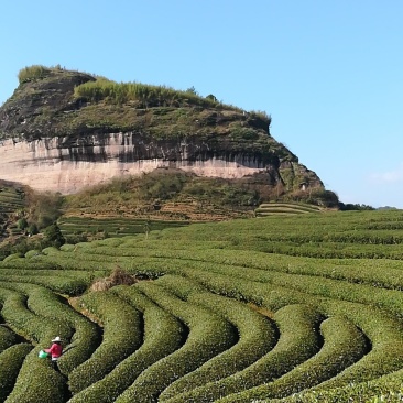 大红袍岩茶武夷岩茶招商加盟厂家直销店:MHD9188