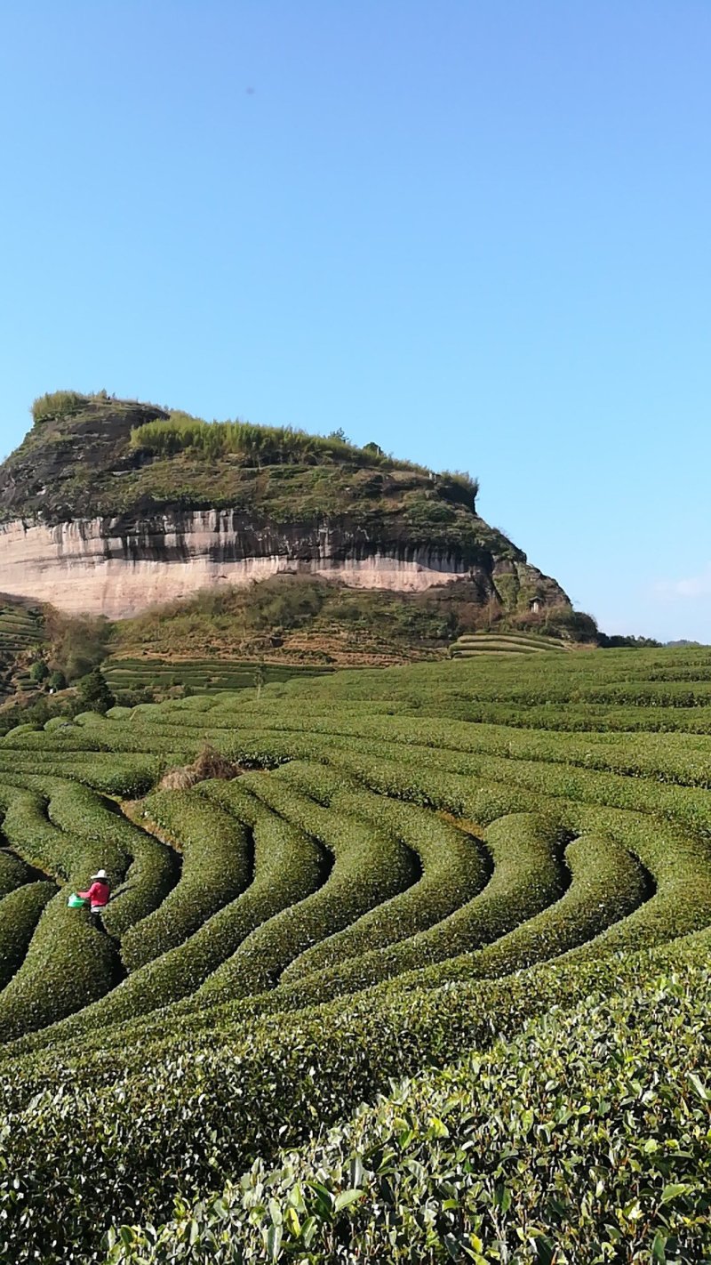 大红袍岩茶武夷岩茶招商加盟厂家直销店:MHD9188