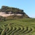 大红袍，武夷岩茶招商微线：MHD9188