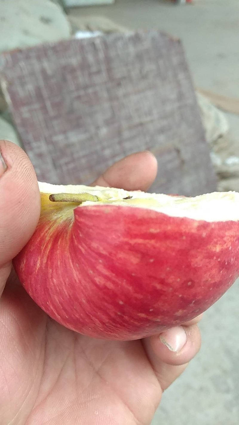 【纸加膜苹果】红富士苹果大量上市全国供应