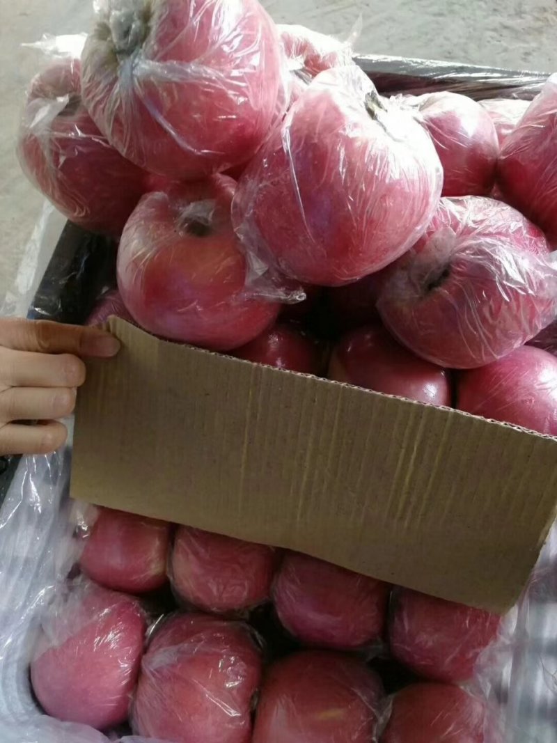 【纸加膜苹果】红富士苹果大量上市全国供应