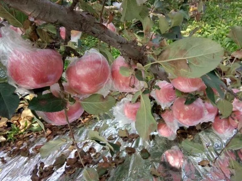 【纸加膜苹果】红富士苹果大量上市全国供应
