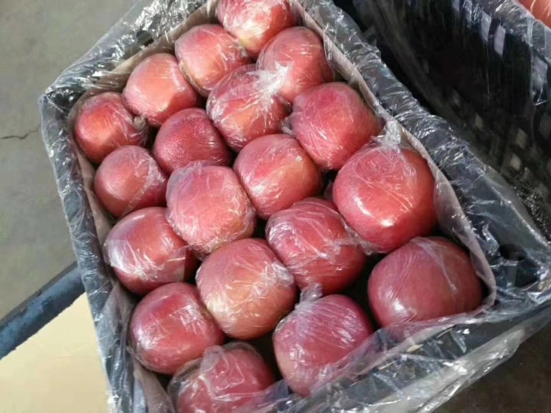 【纸加膜苹果】红富士苹果大量上市全国供应