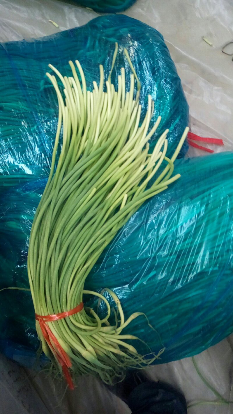 【精品批发】红帽蒜薹，代存代收代加工冷库直发实力配资