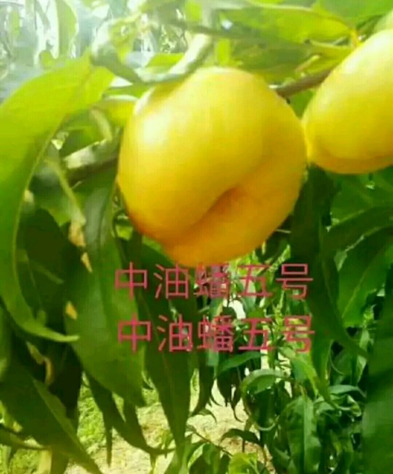 中油蟠5号桃树苗80cm以上