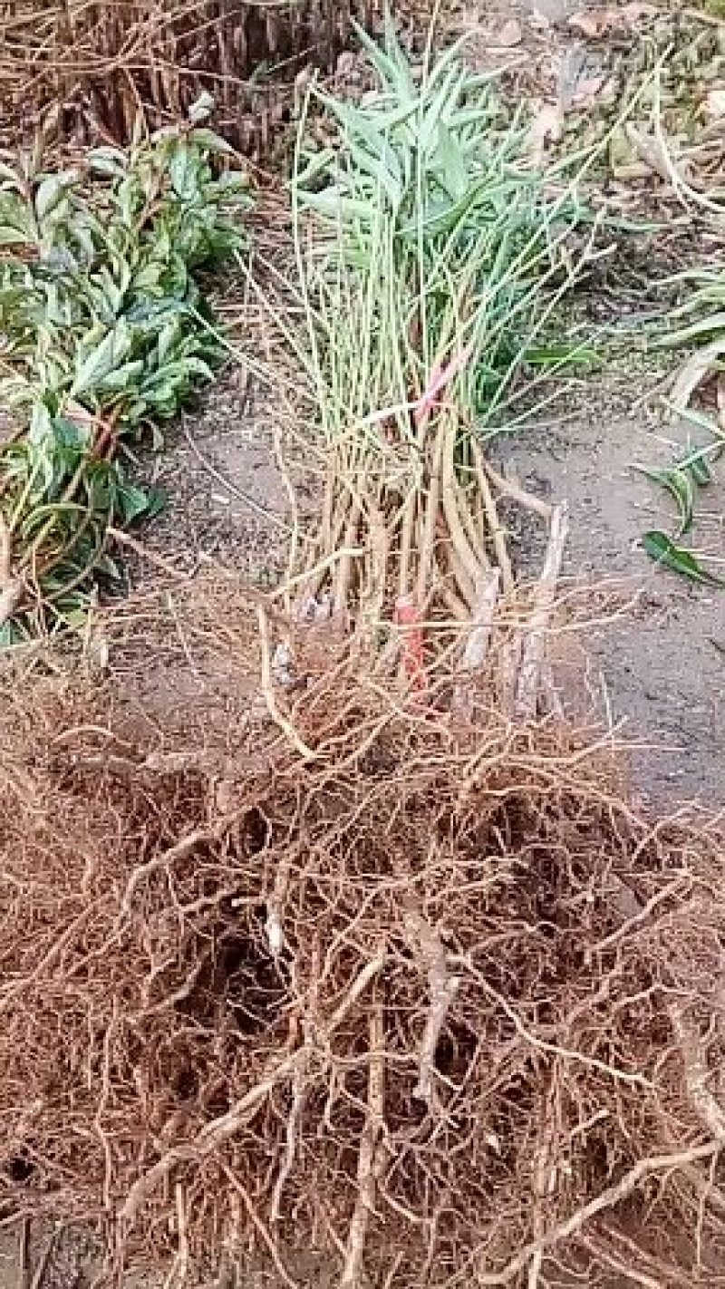 中油蟠5号桃树苗80cm以上
