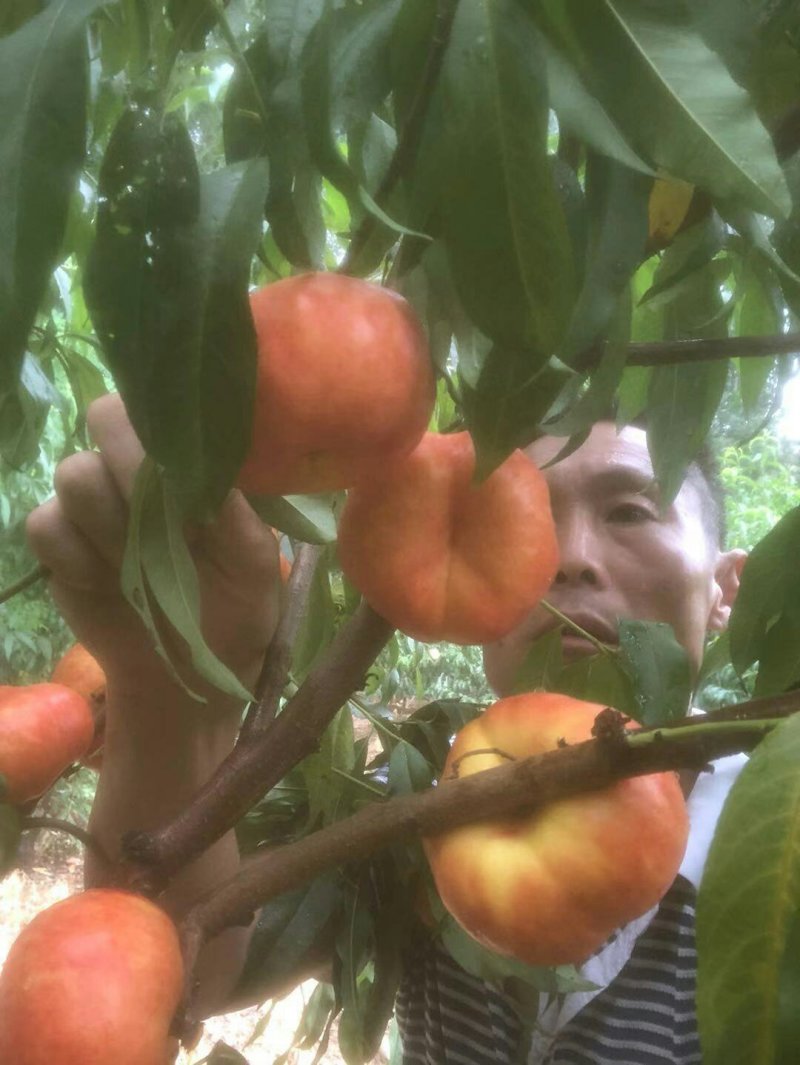 中油蟠5号桃树苗80cm以上