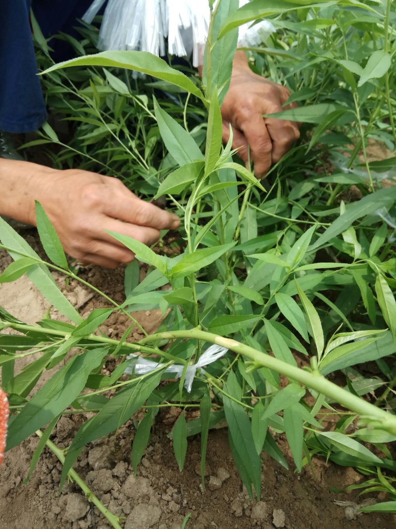 中油蟠5号桃树苗80cm以上