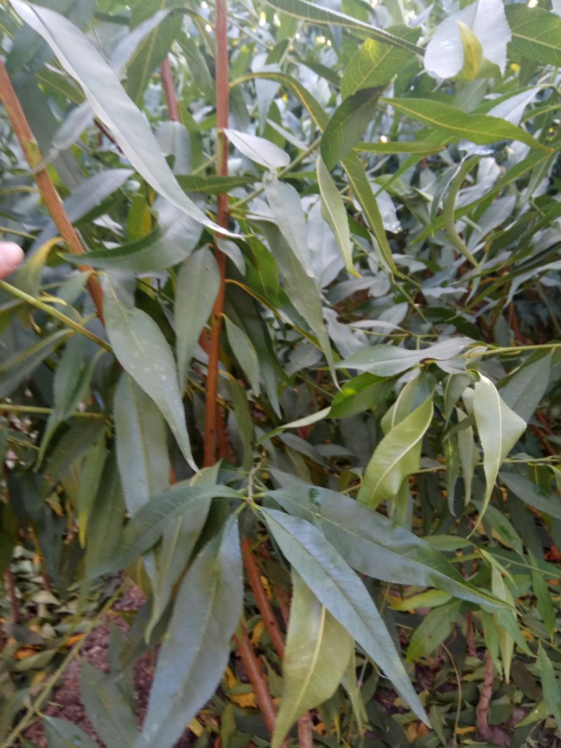 中油蟠5号桃树苗80cm以上