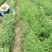 中油蟠5号桃树苗80cm以上