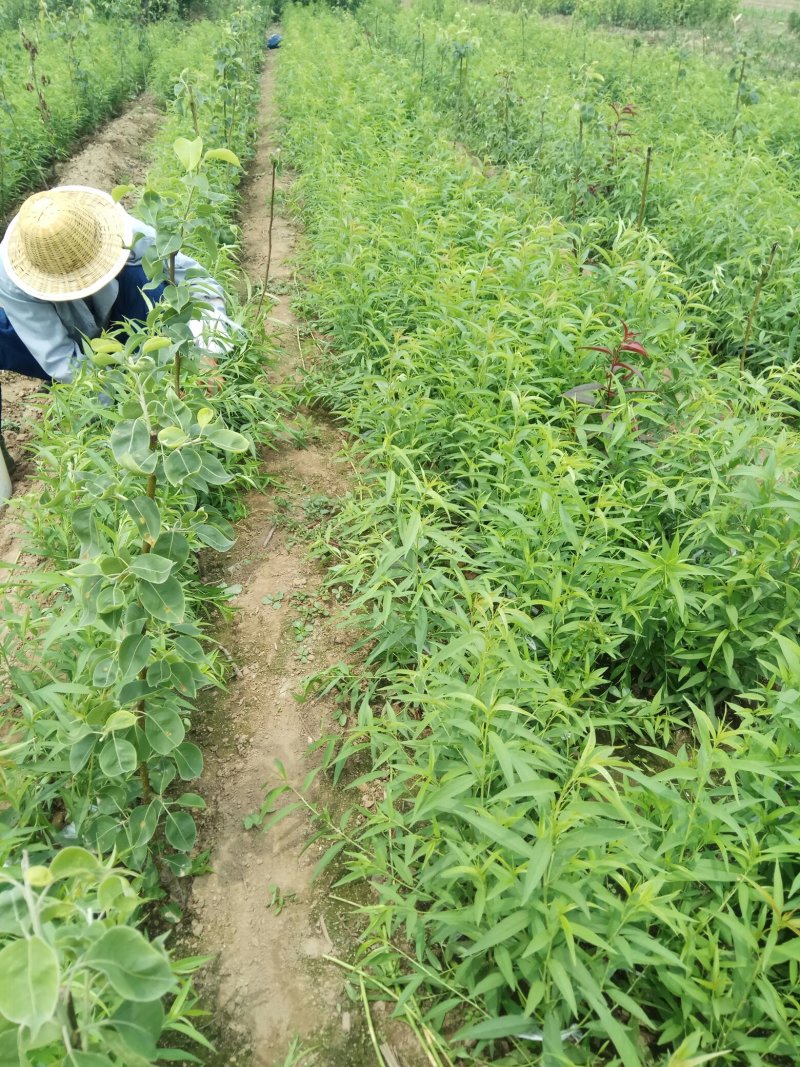 中油蟠5号桃树苗80cm以上