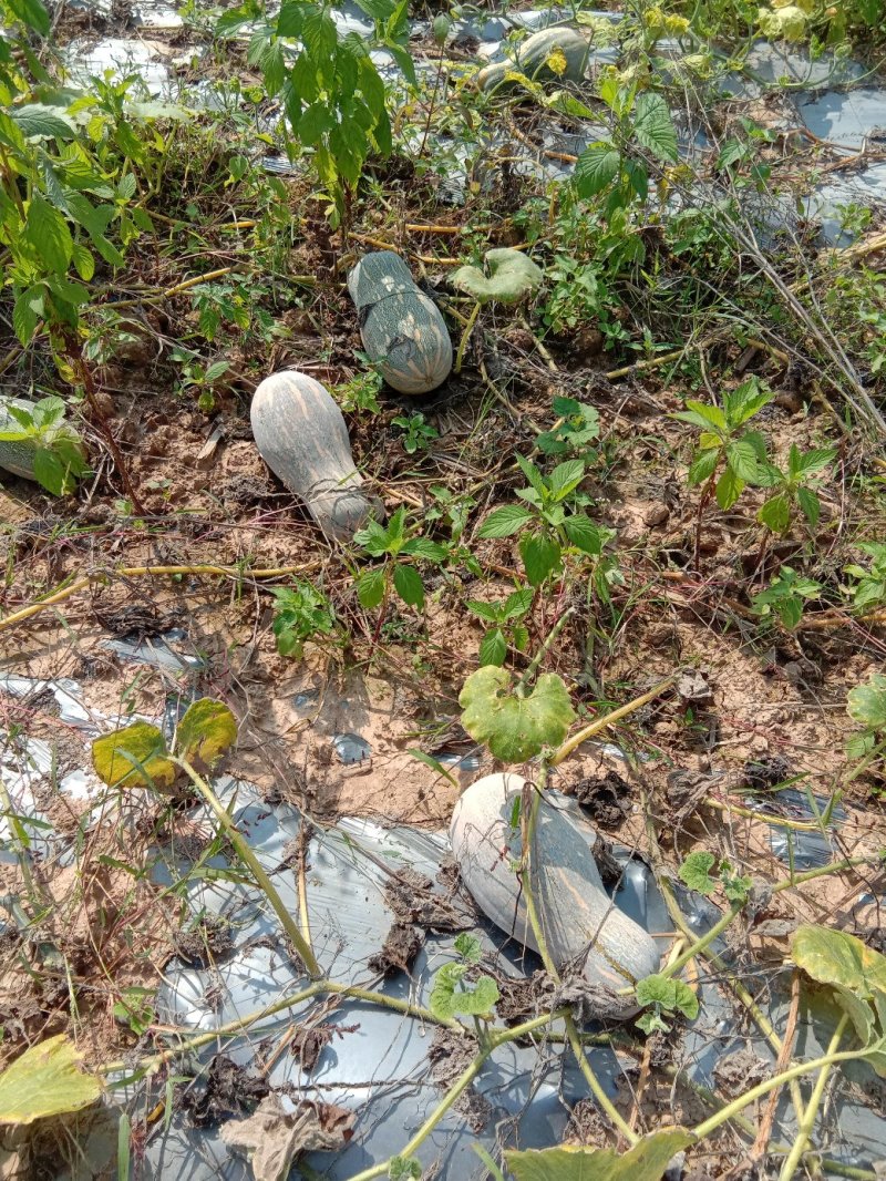 蜜本南瓜
