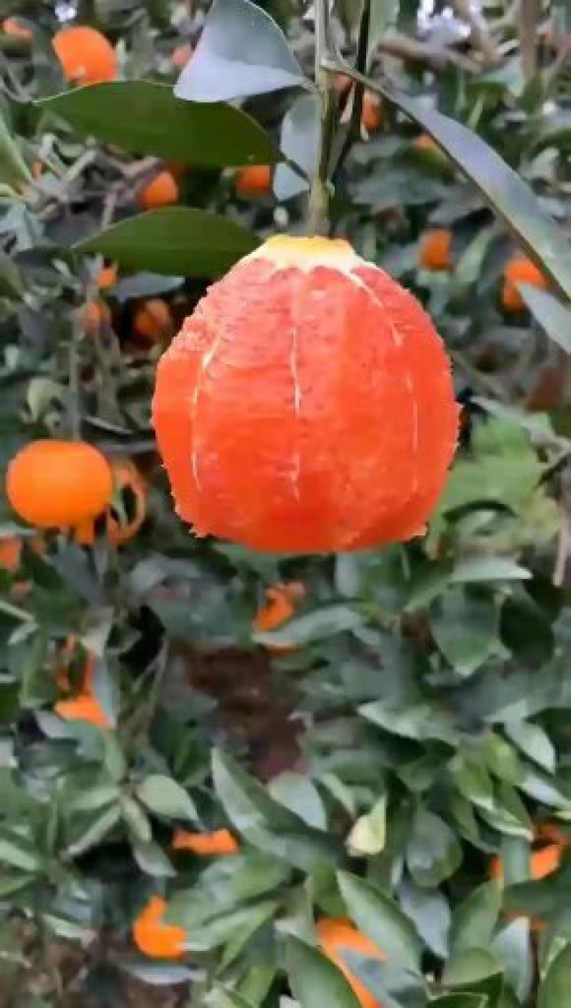 【橙子】脐橙纽荷尔长虹，品种齐全，一手货源