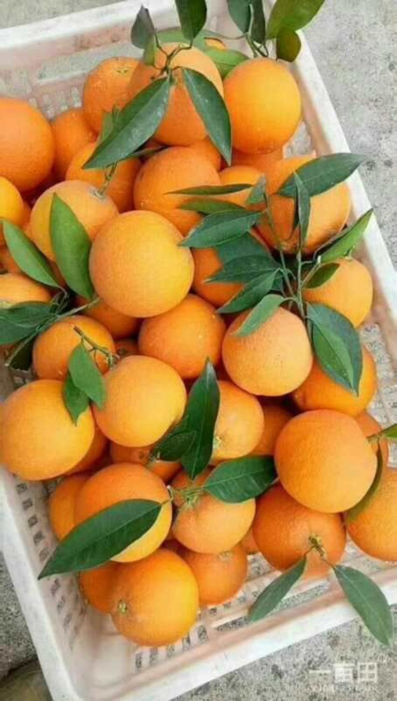 【橙子】脐橙纽荷尔长虹，品种齐全，一手货源