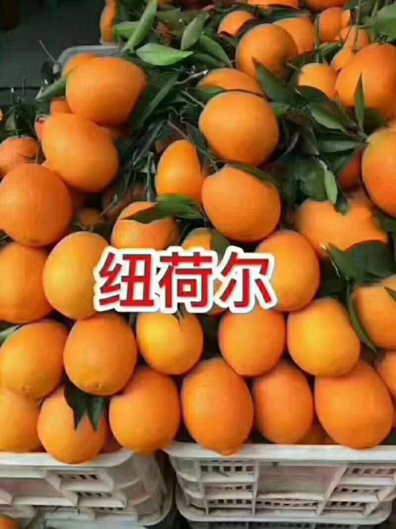 【橙子】脐橙纽荷尔长虹，品种齐全，一手货源