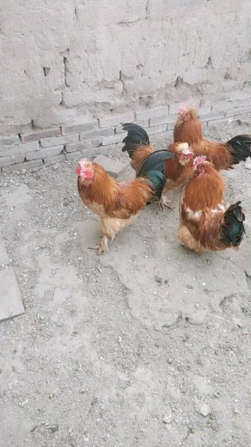 宫廷黄鸡
