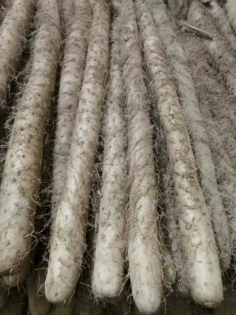 【新品上市】麻山药白嘴一二级棒药大量有货，发货全国