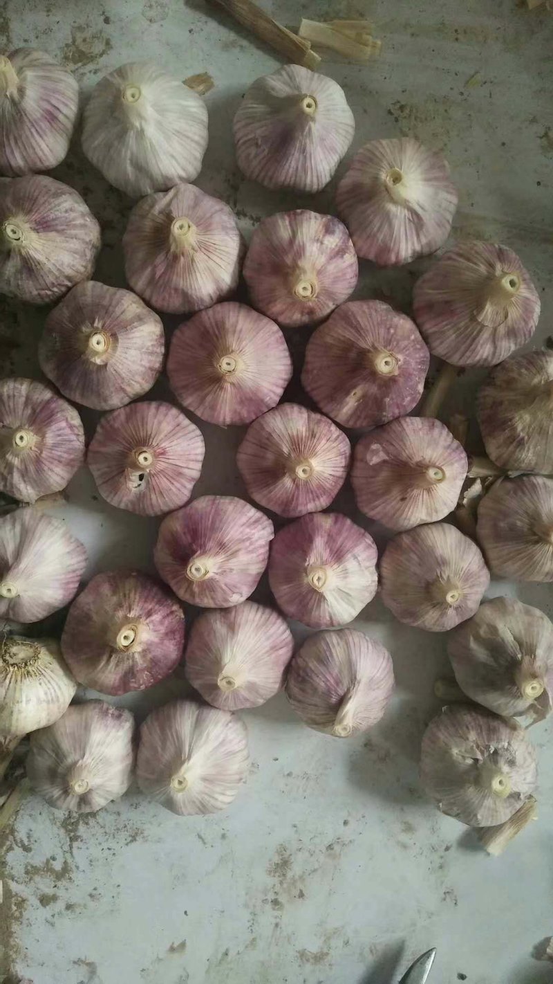 山东精品金乡大蒜，专业从事大蒜，超市电商专供，冷库出租。
