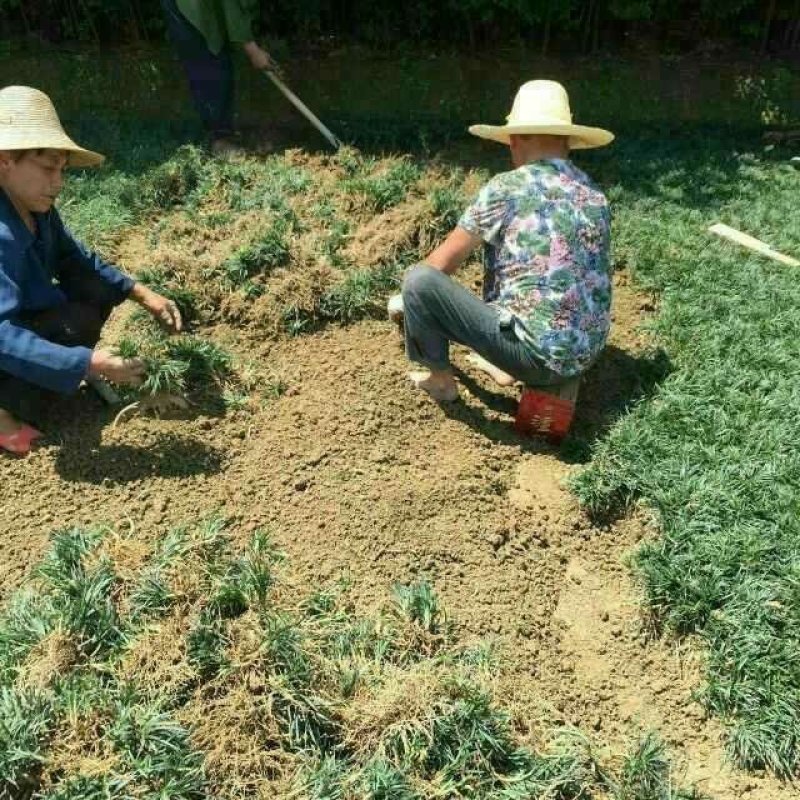 玉龙草