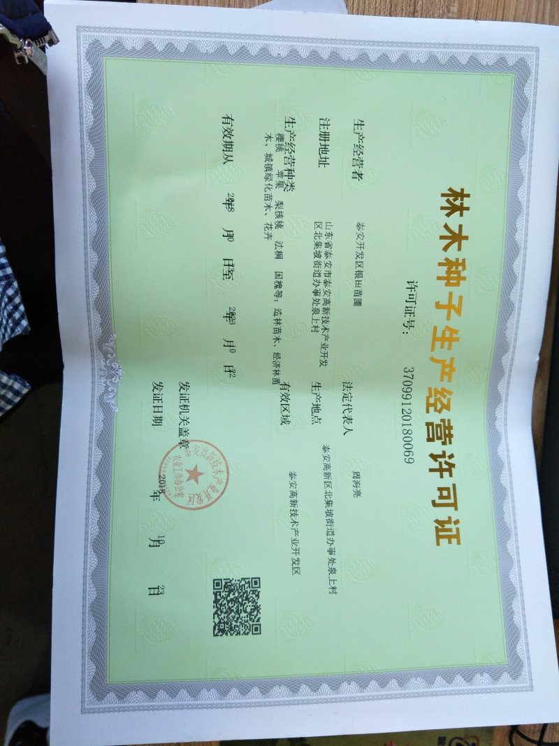 枸橘种子枸橘苗批发价格便宜今年新货枸桔种子