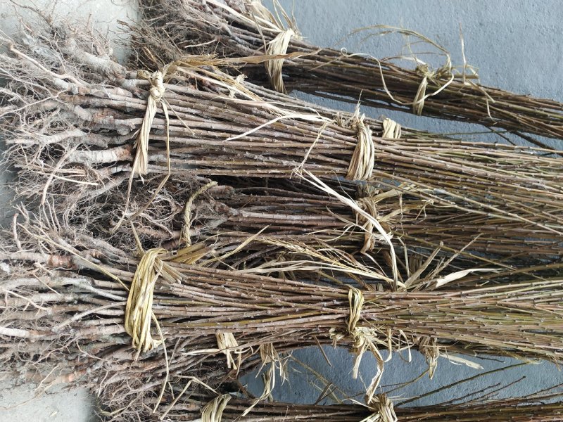 新品种正宗嵊州桃形李树苗，桃形李子苗自产自销原产地直发