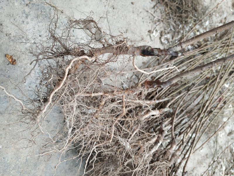 新品种正宗嵊州桃形李树苗，桃形李子苗自产自销原产地直发