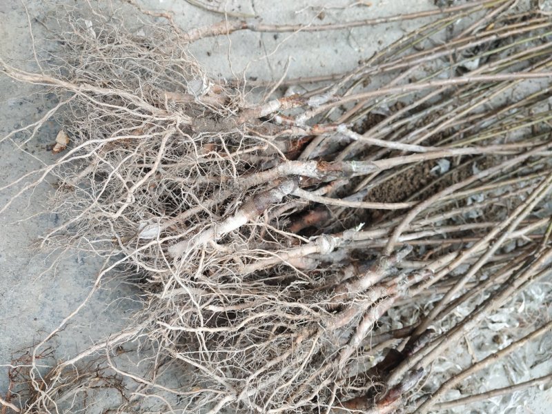 正宗嵊州桃形李嫁接一年苗，桃形李苗自产自销原产地直发
