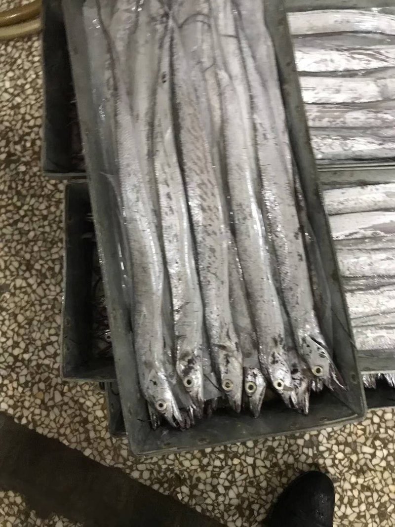 正宗舟山带鱼，一手货源加工厂