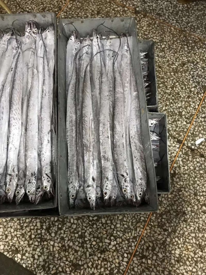 正宗舟山带鱼，一手货源加工厂