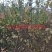 五月脆李苗(凤凰李)\脱骨\个大\脆甜\免费提供技术
