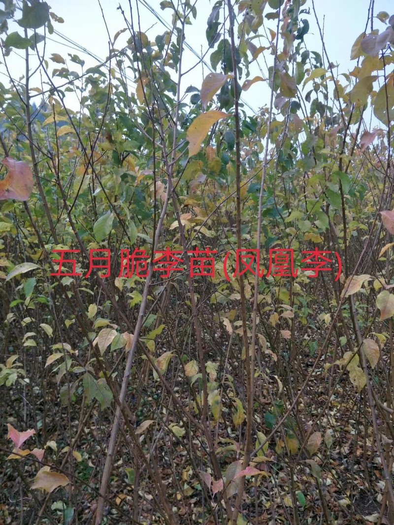 五月脆李苗(凤凰李)\脱骨\个大\脆甜\免费提供技术
