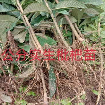 实生枇杷苗\0.5cm至2cm\抗病强