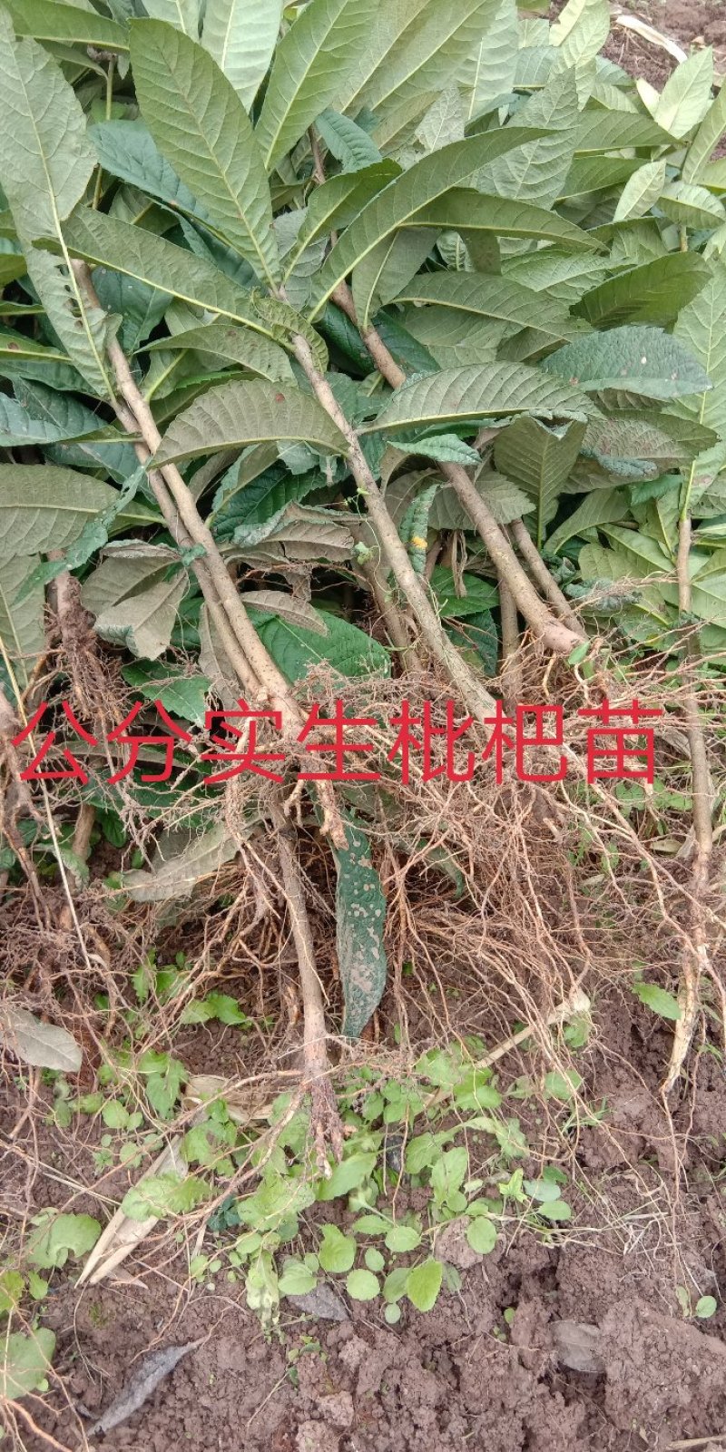 实生枇杷苗\0.5cm至2cm\抗病强