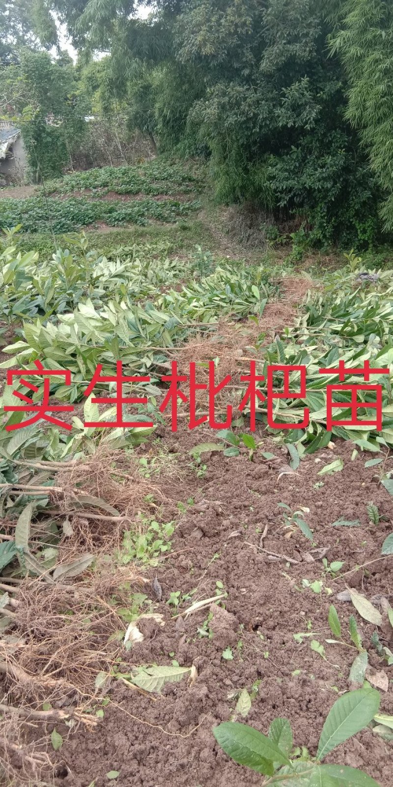 实生枇杷苗\0.5cm至2cm\抗病强