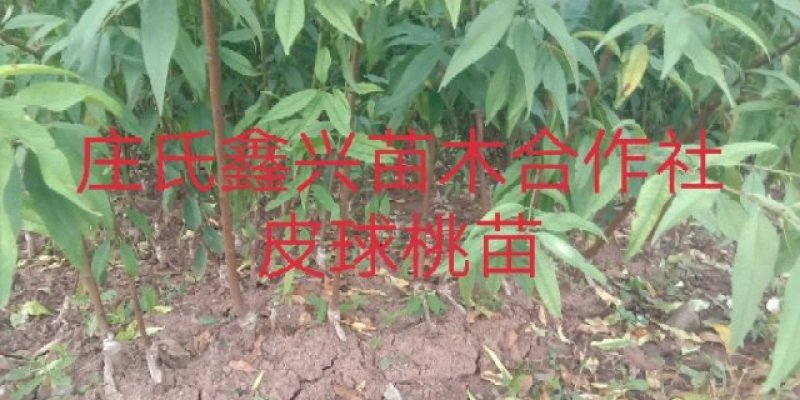 庄氏鑫兴苗木桃子树\免费提供技术