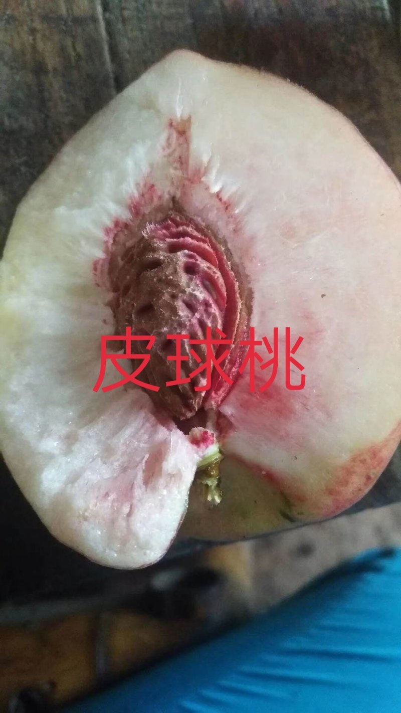 庄氏鑫兴苗木桃子树\免费提供技术