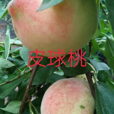 庄氏鑫兴苗木桃子树\免费提供技术