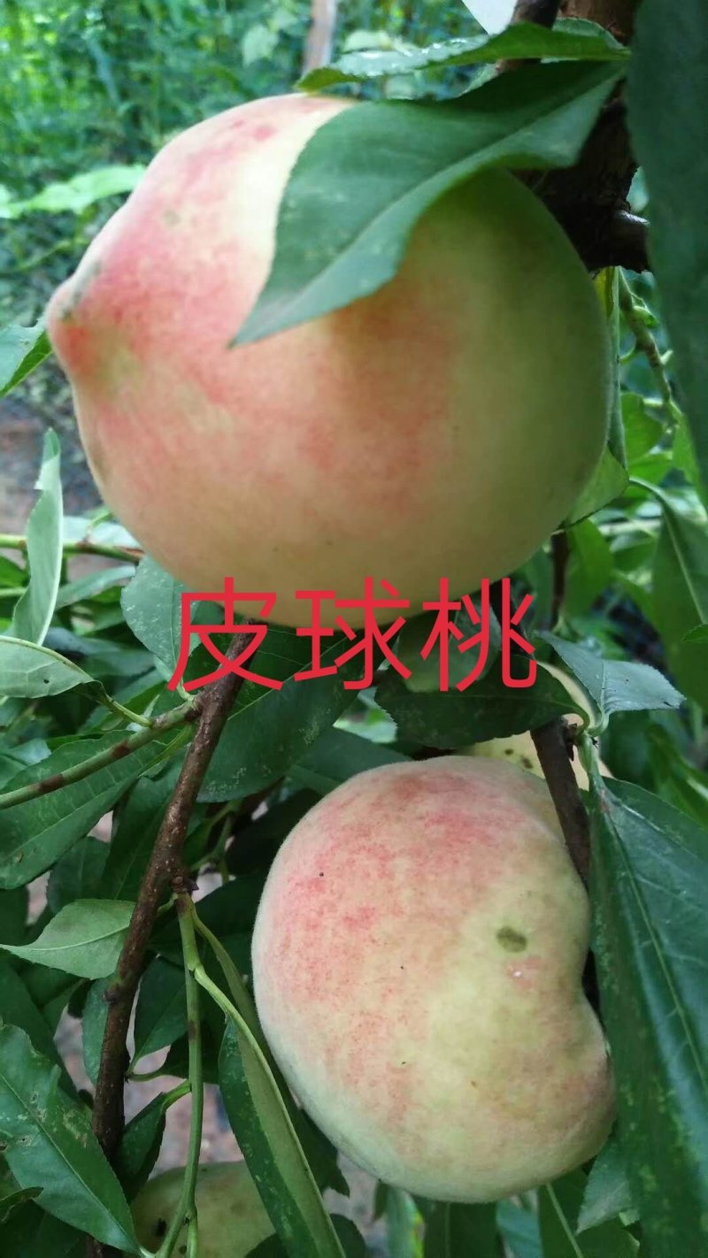 庄氏鑫兴苗木桃子树\免费提供技术