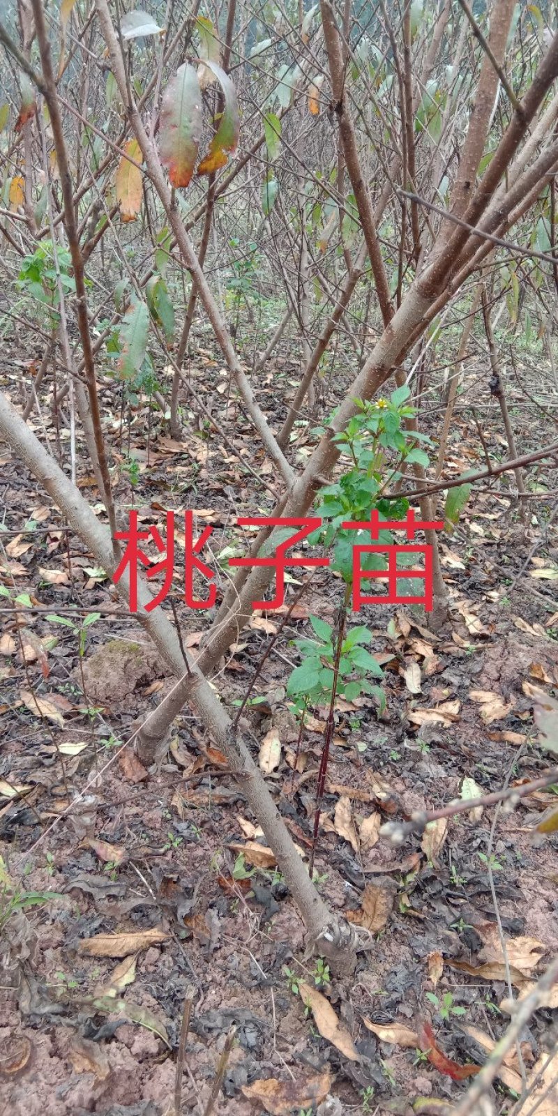 庄氏鑫兴苗木桃子树\免费提供技术