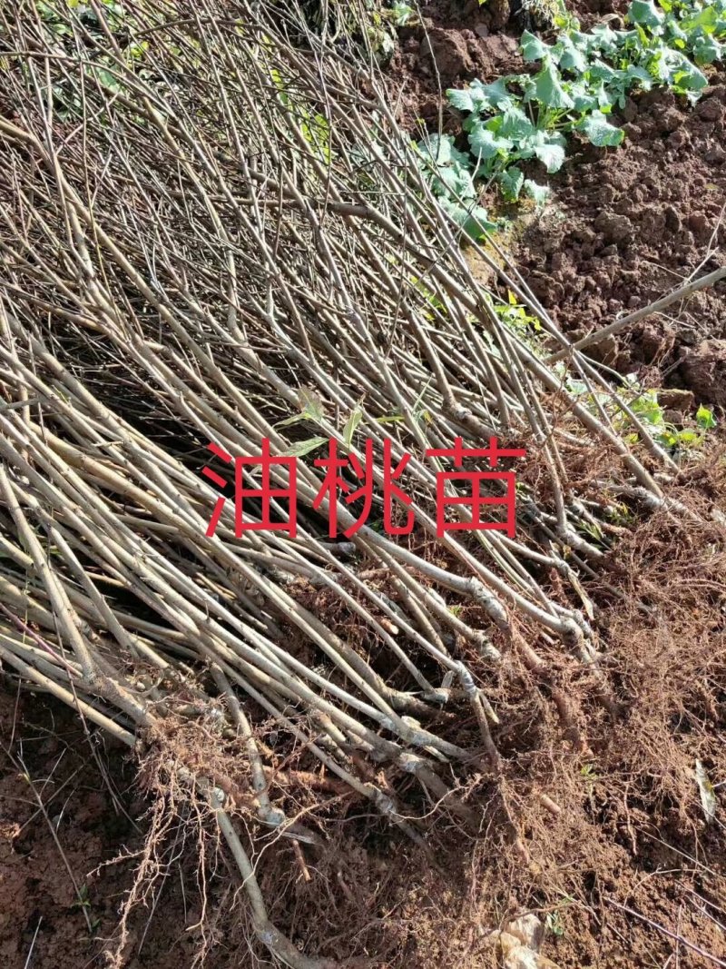 庄氏鑫兴苗木桃子树\免费提供技术