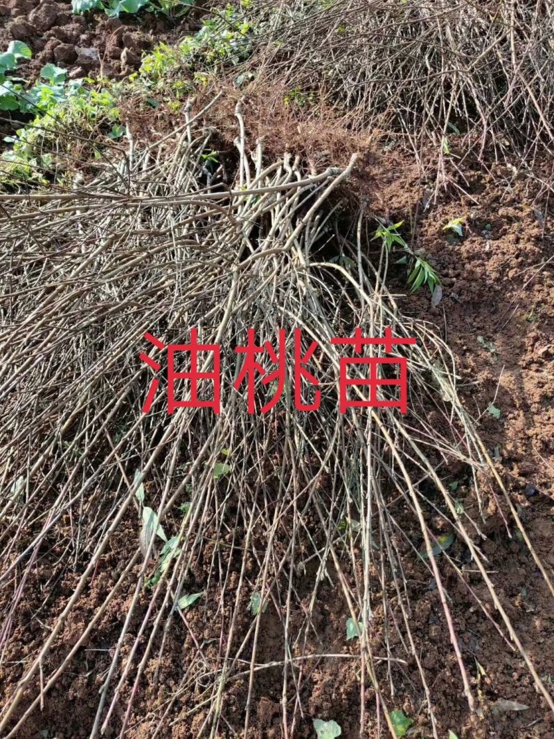 庄氏鑫兴苗木桃子树\免费提供技术