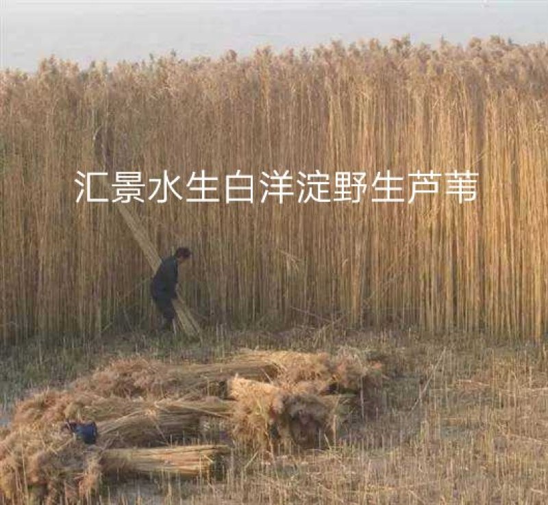 白洋淀野生芦苇苗千屈菜再力花黄菖蒲美人蕉荇菜小茨藻荷花苗