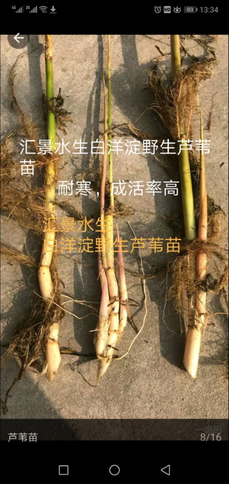 白洋淀野生芦苇苗千屈菜再力花黄菖蒲美人蕉荇菜小茨藻荷花苗